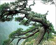 浦江天气预报40天