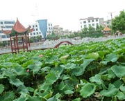 嘉禾天气预报7天